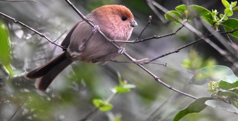 昨天的照片没能上传，今日重发