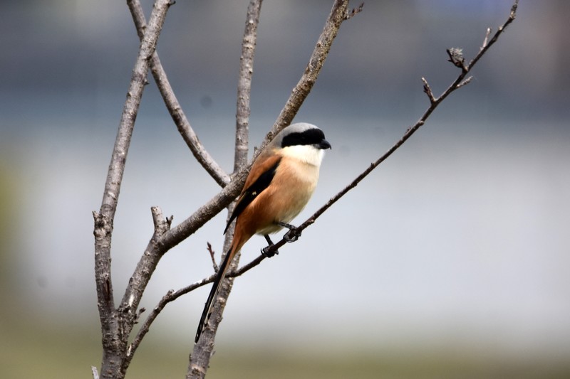 昨天的照片没能上传，今日重发