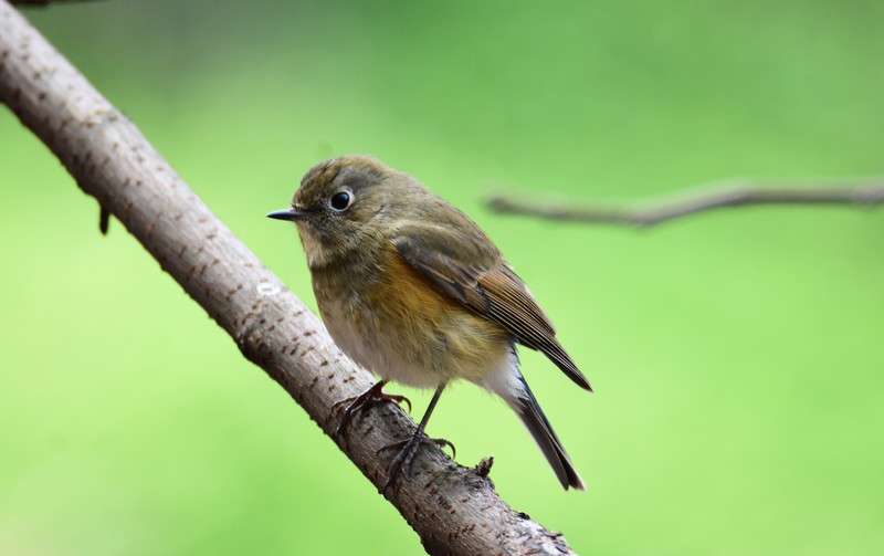 昨天的照片没能上传，今日重发