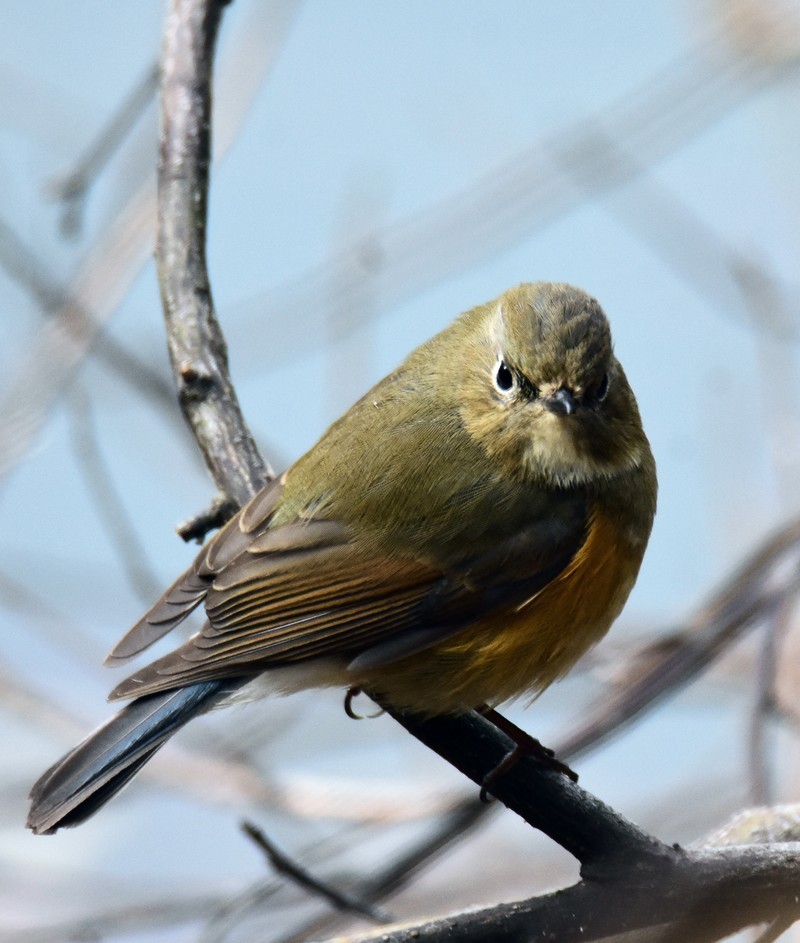 昨天的照片没能上传，今日重发