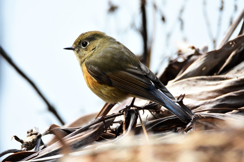 昨天的照片没能上传，今日重发