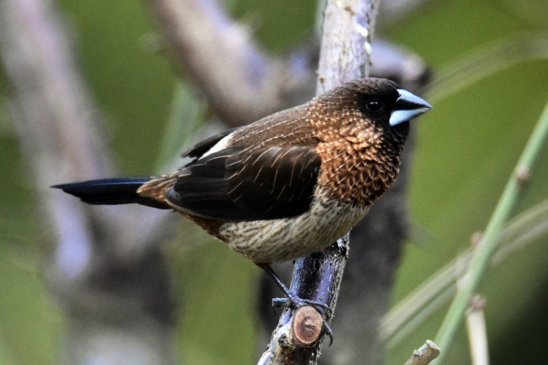 昨天的照片没能上传，今日重发