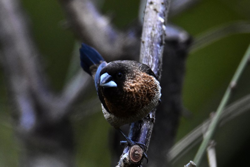 昨天的照片没能上传，今日重发