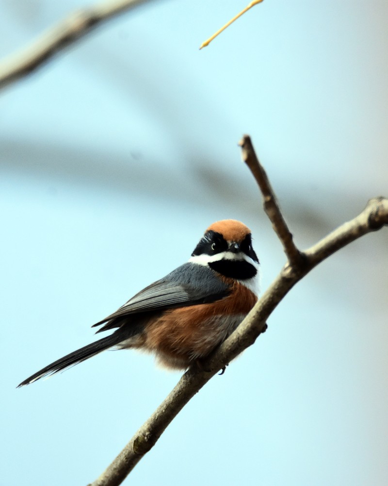 昨天的照片没能上传，今日重发