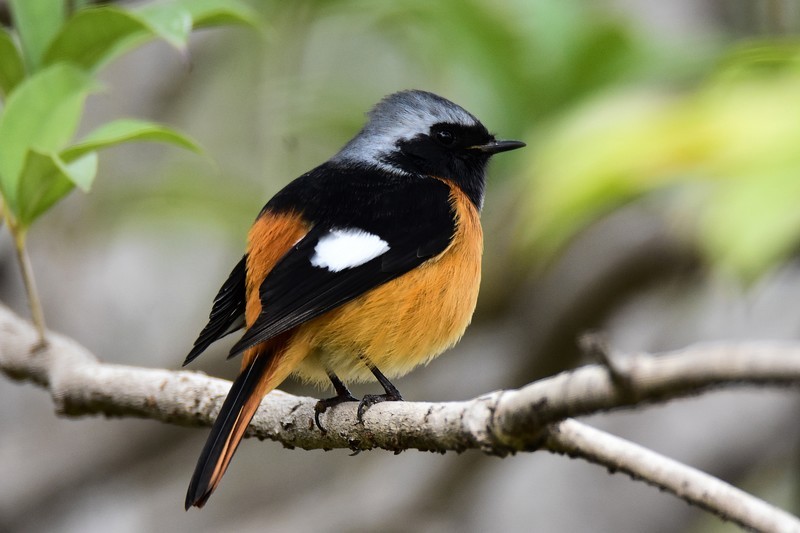 昨天的照片没能上传，今日重发