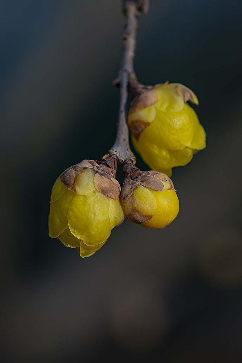 腊梅花开