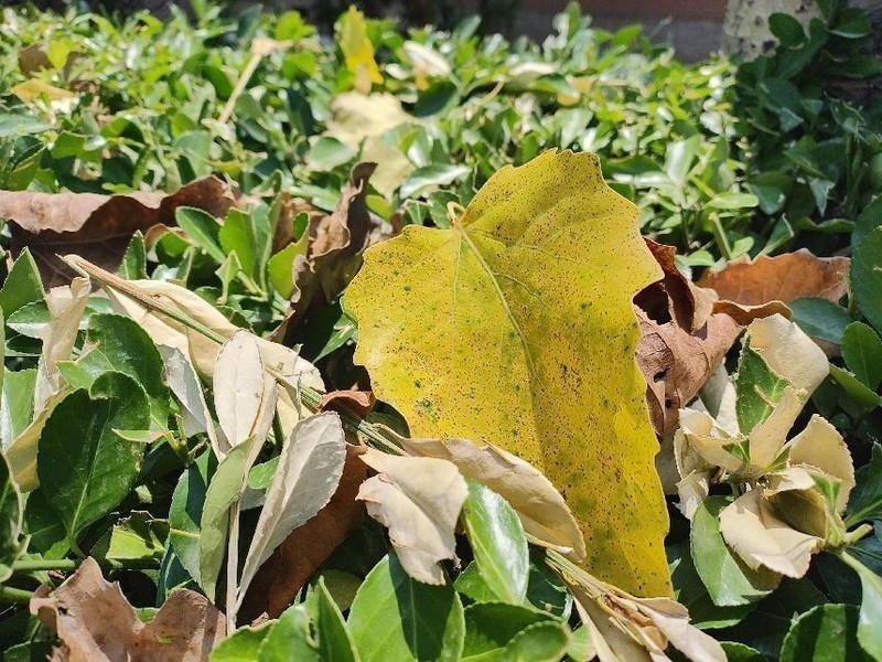 小巧便携颜值高，3999元即可到手的Moto Razr40上手体验