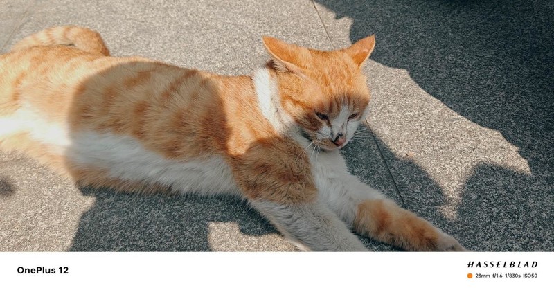 一加12影像深度评测!这哈苏味道,还要啥微单