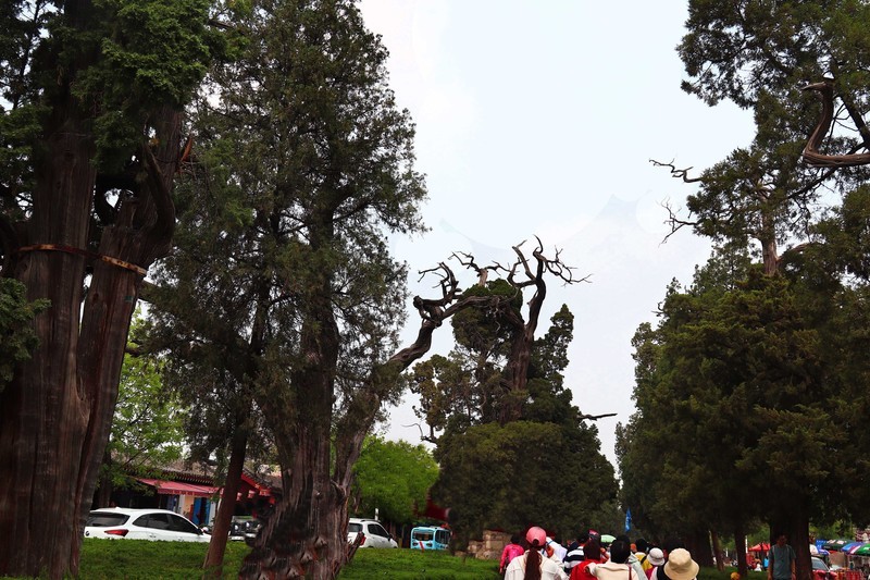 参观山东曲阜孔庙、孔府、孔林(四）