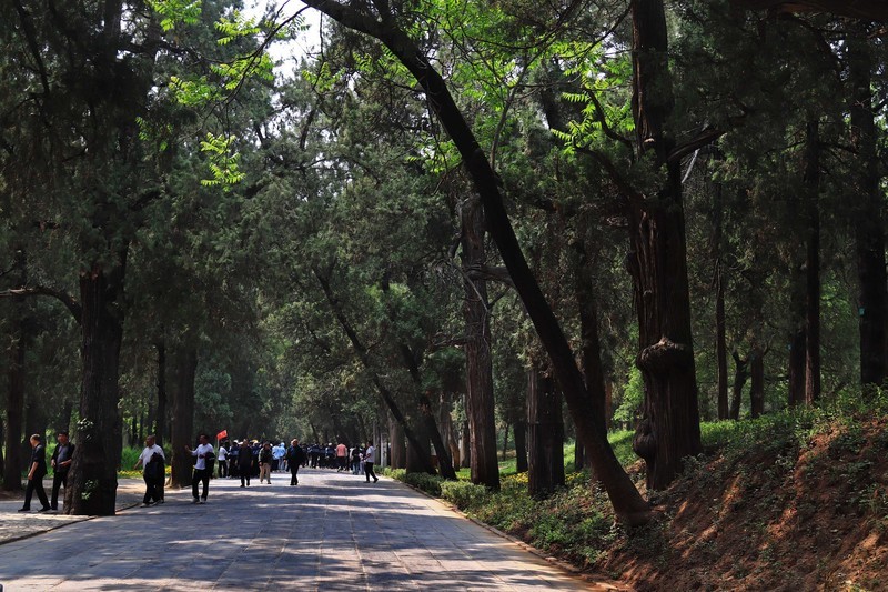 参观山东曲阜孔庙、孔府、孔林(四）