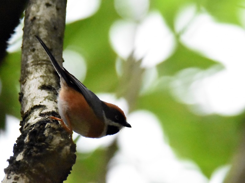 以前有个账号，不知什么原因无法登录了，重新申请这个账号，’