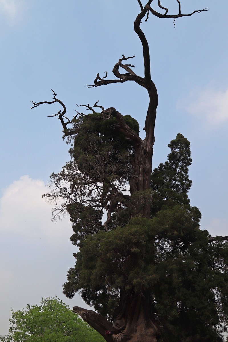 参观山东曲阜孔庙、孔府、孔林(四）