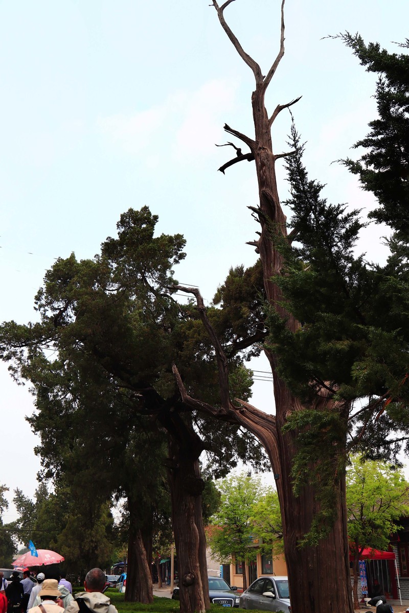 参观山东曲阜孔庙、孔府、孔林(四）