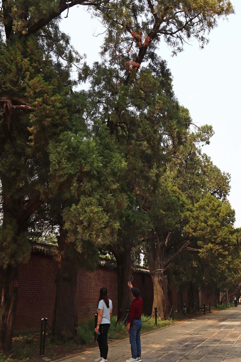 参观山东曲阜孔庙、孔府、孔林(四）