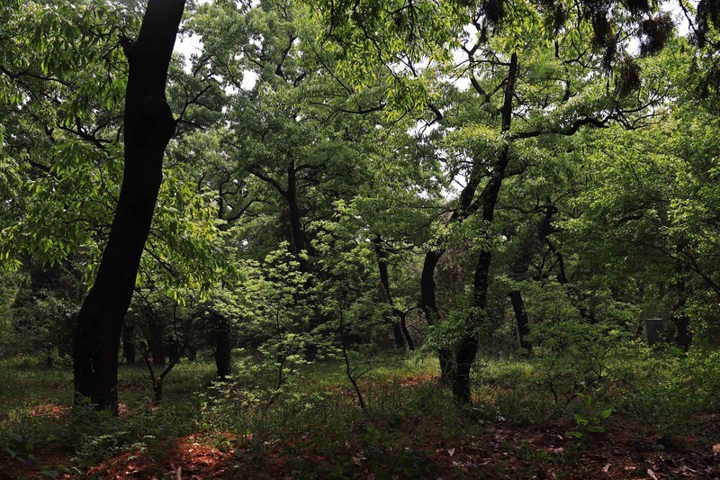 参观山东曲阜孔庙、孔府、孔林(四）