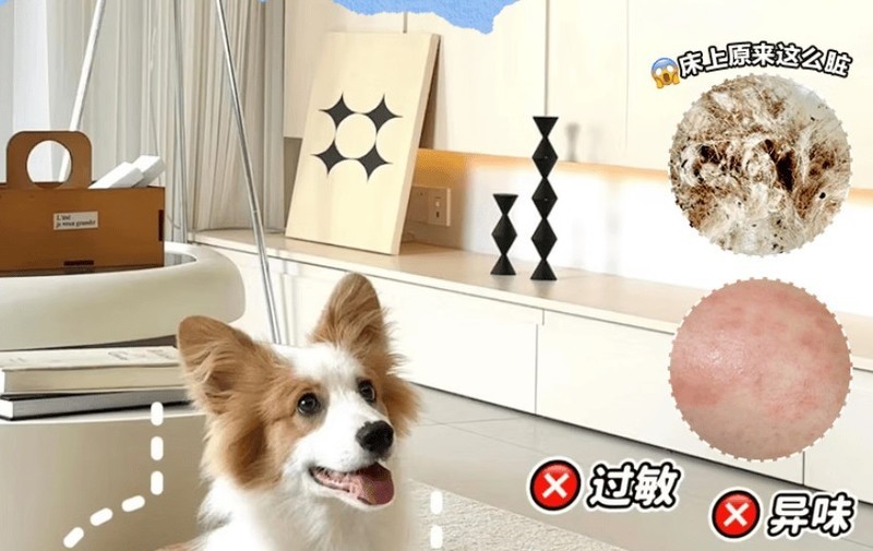 床上用品除螨仪到底有木有用？盘点五大硬核除螨仪机型！