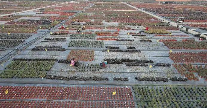 拼多多推出“千亿扶持”计划：重构电商新生态，助力商家完成新质转型