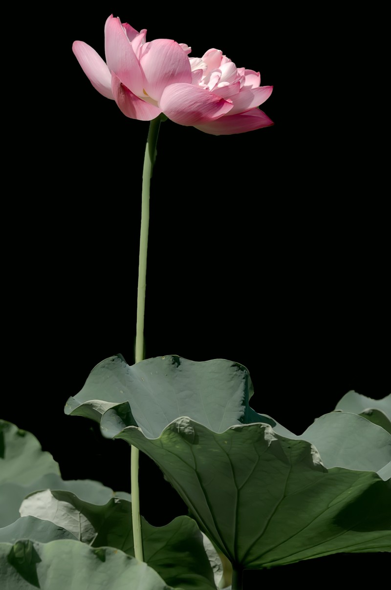 成都市百花潭公园