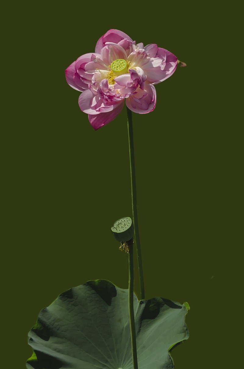 成都市百花潭公园