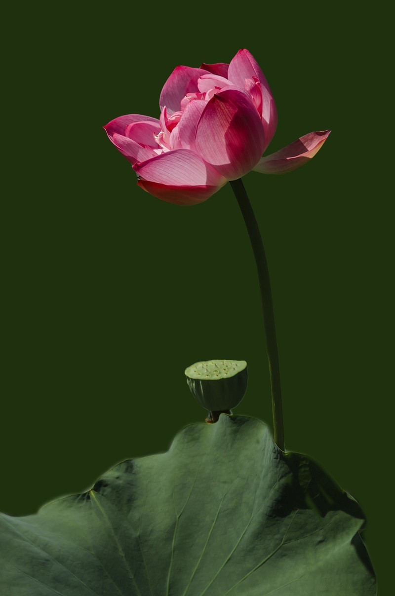 成都市百花潭公园