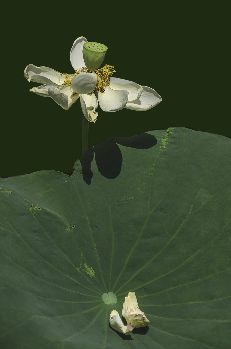 成都市百花潭公园