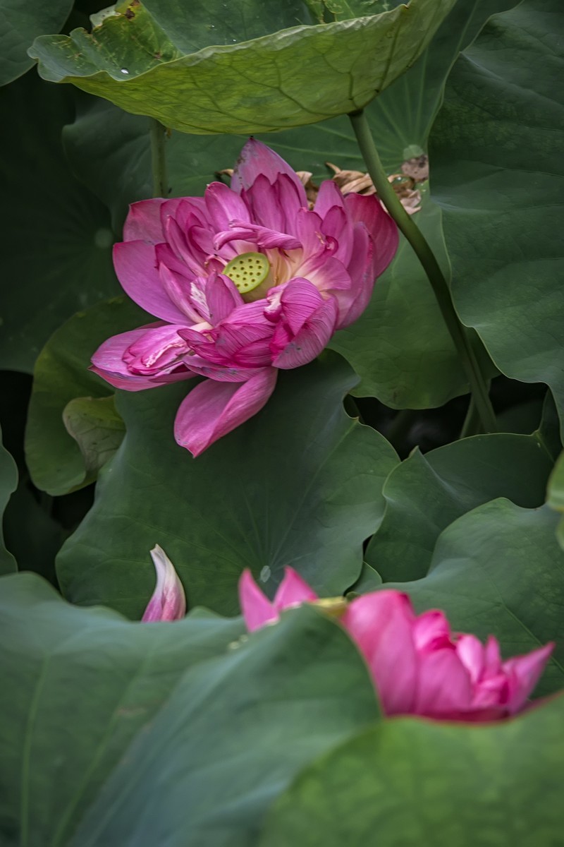 《咏荷花》  （宋   孔平仲）