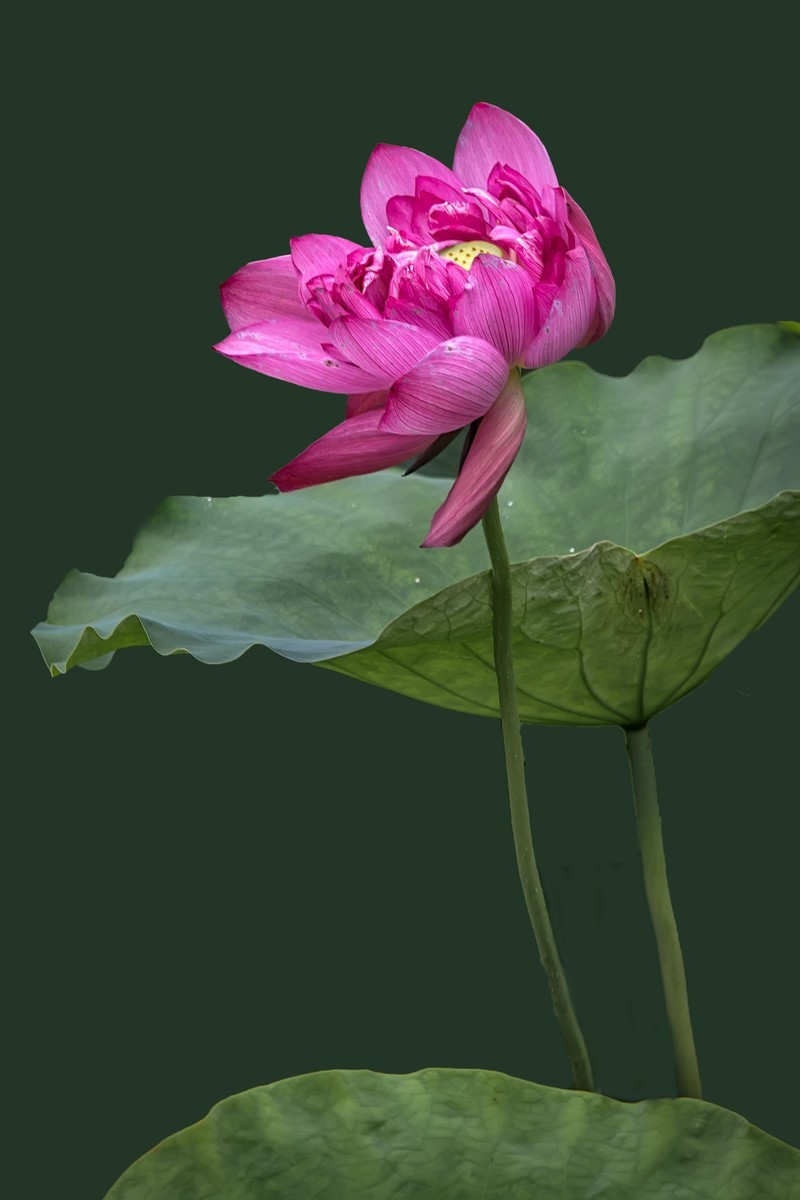 《咏荷花》  （宋   孔平仲）