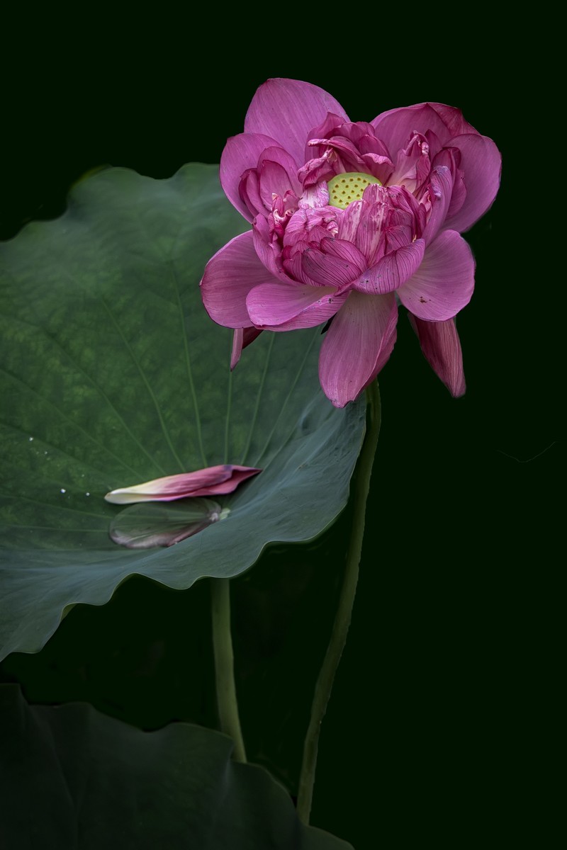 《咏荷花》  （宋   孔平仲）