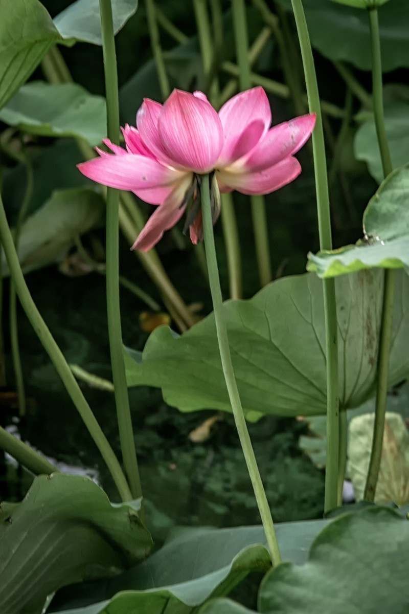 《咏荷花》  （宋   孔平仲）