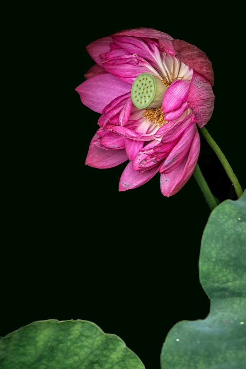 《咏荷花》  （宋   孔平仲）