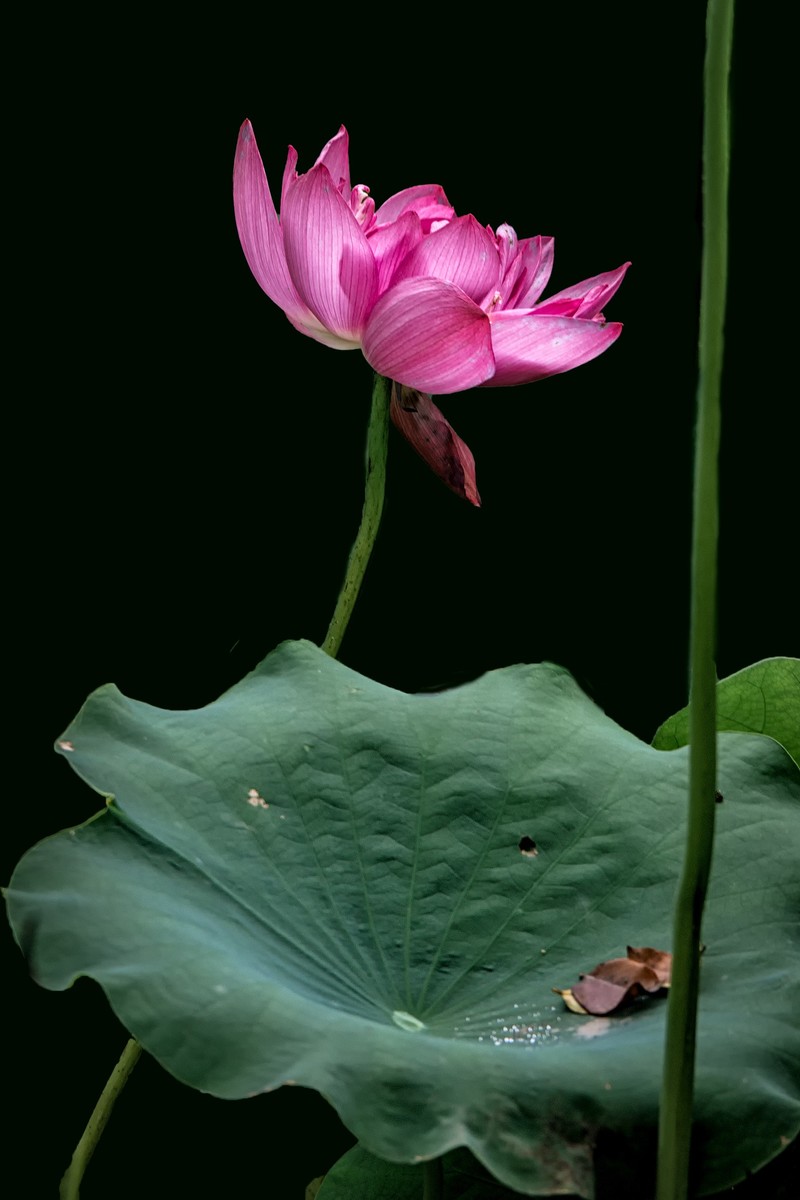 《咏荷花》  （宋   孔平仲）