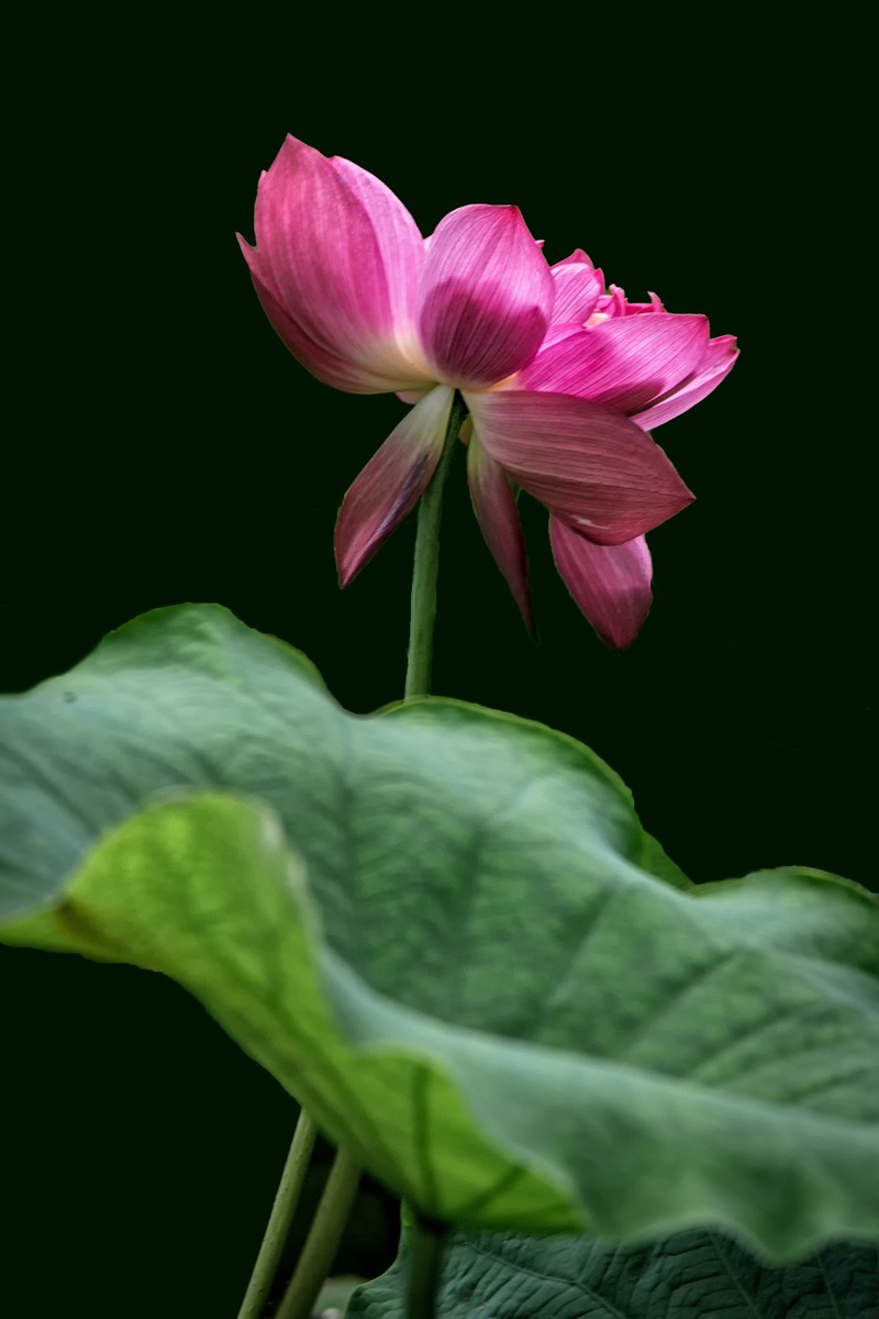 《咏荷花》  （宋   孔平仲）