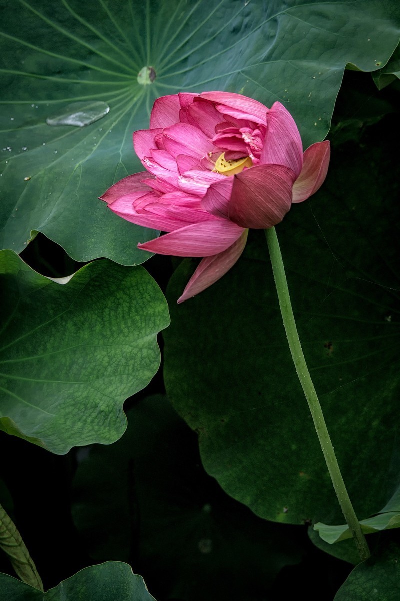 《咏荷花》  （宋   孔平仲）