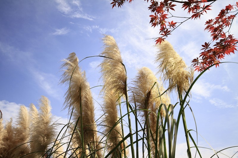 成都市锦江大桥秋色