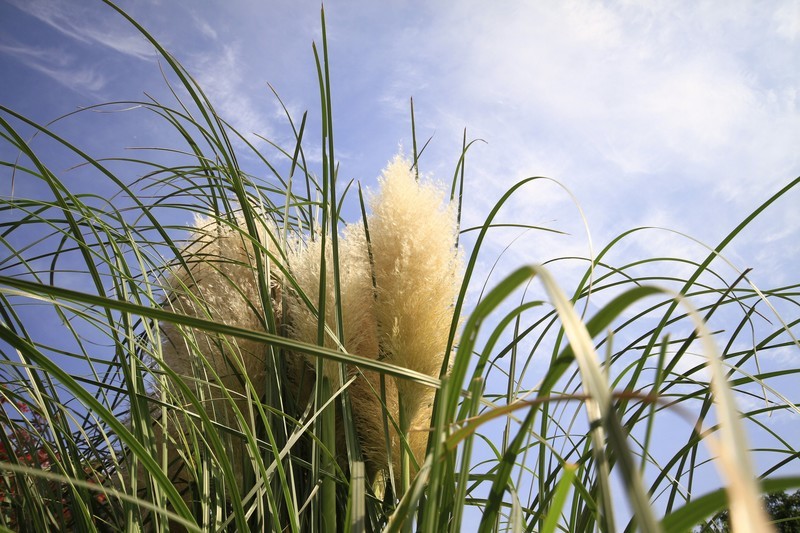 成都市锦江大桥秋色