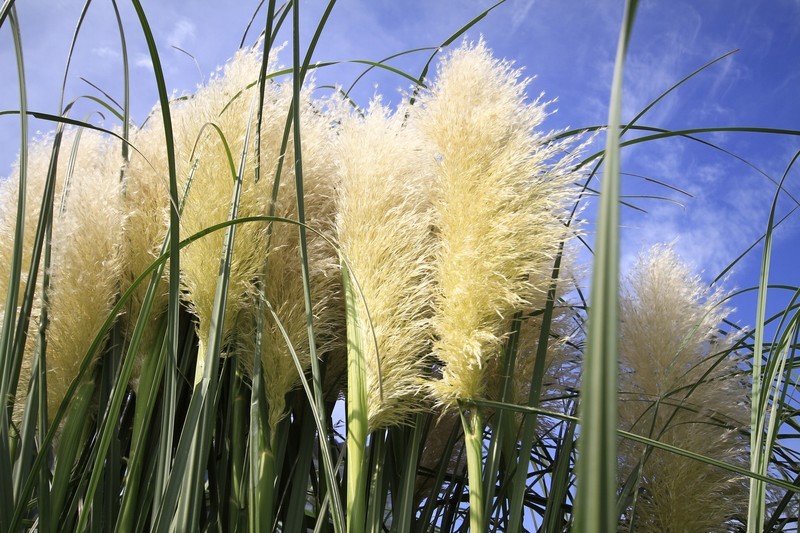 成都市锦江大桥秋色