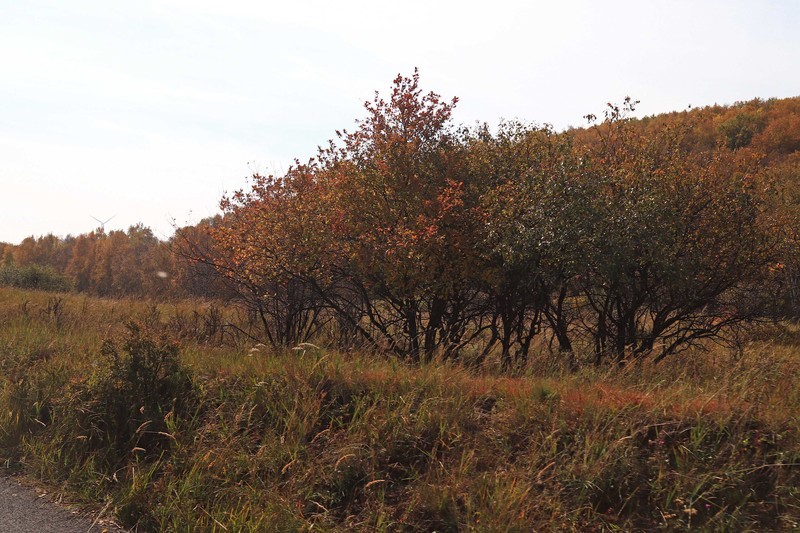在承德昔日的皇家猎苑体验生活（二）