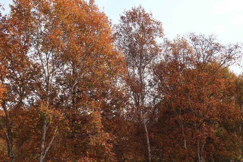 在承德昔日的皇家猎苑体验生活（二）