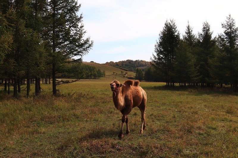 在承德昔日的皇家猎苑体验生活（三）