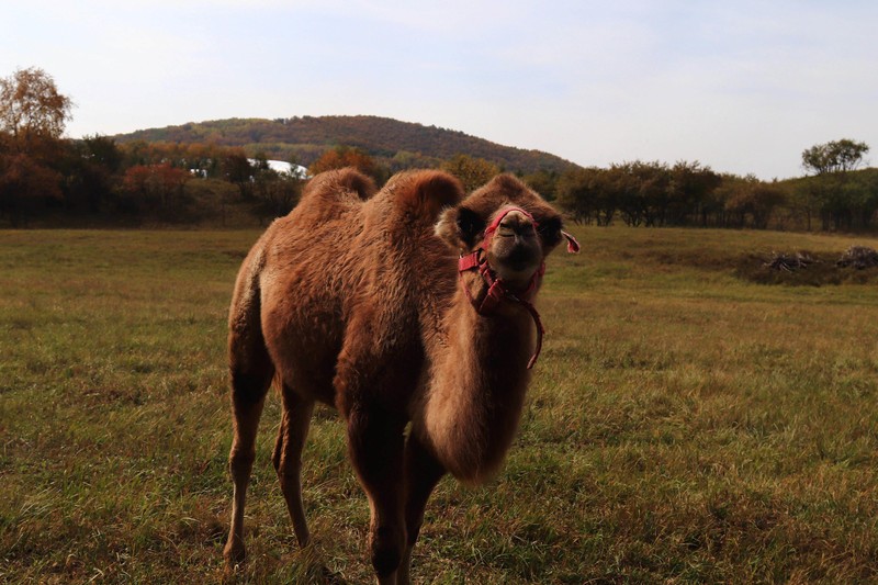在承德昔日的皇家猎苑体验生活（三）