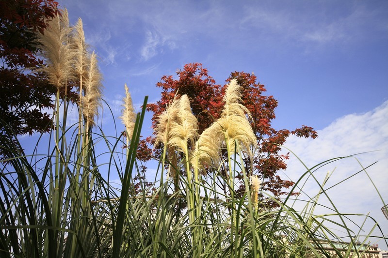 成都市锦江大桥秋色