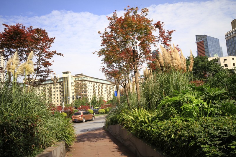 成都市锦江大桥秋色