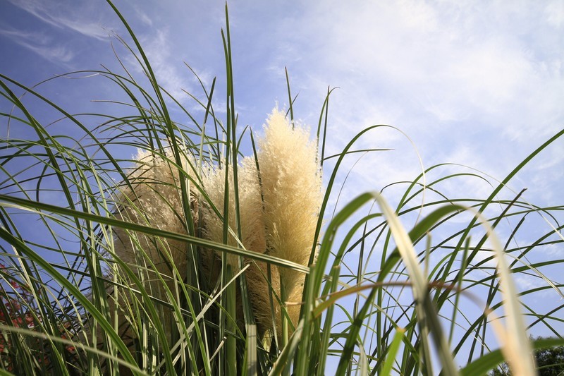成都市锦江大桥秋色