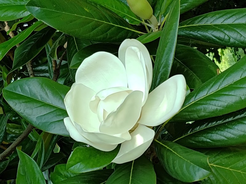 高颜值靓屏，星空体育平台Galaxy C55 5G越级影像，捕捉青春的好机