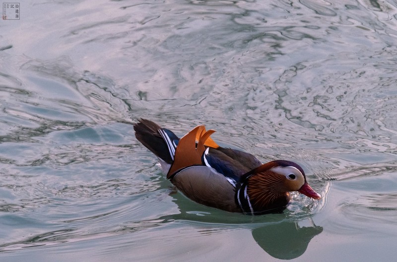 #尼康Z8# 用尼康——记录生活中的美好瞬间