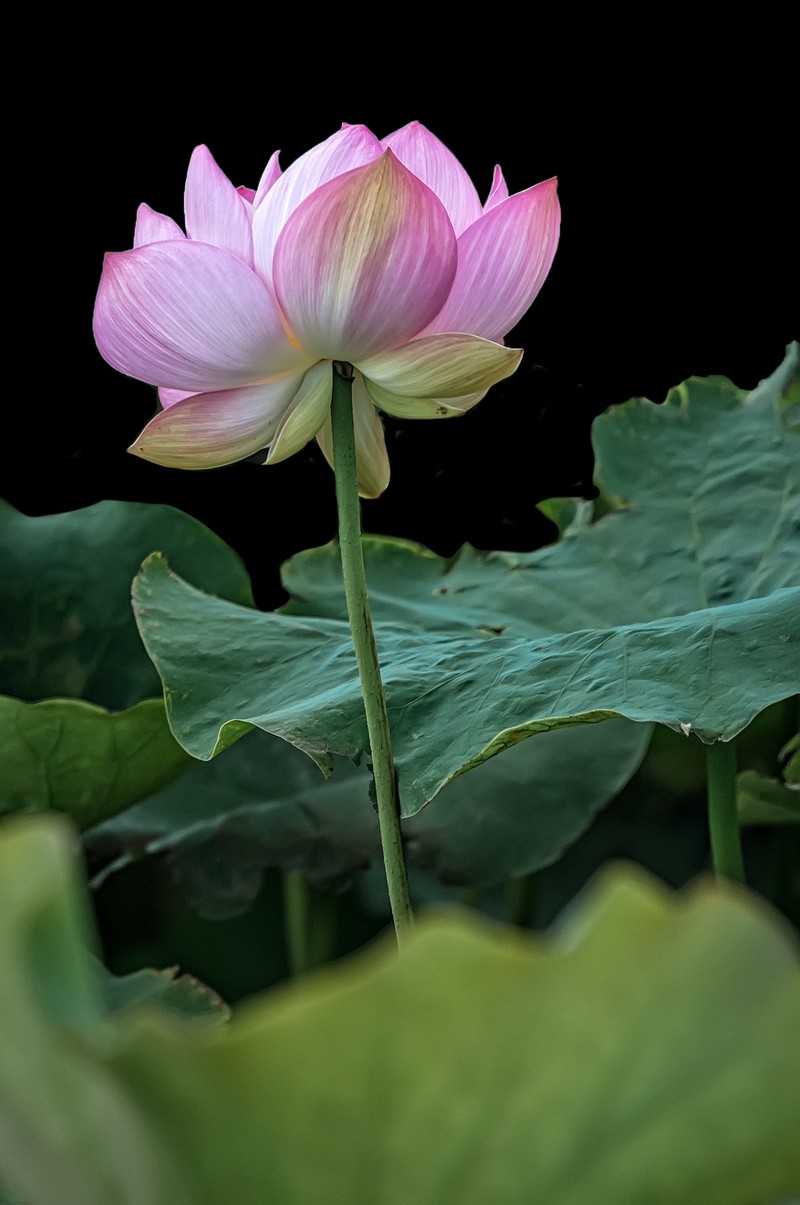 曲靖 · 麒麟水乡（3）