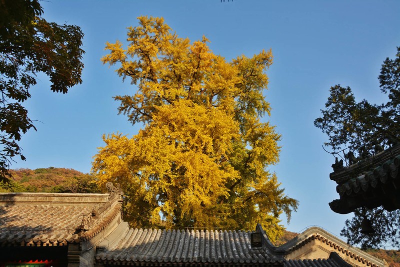 #留住美丽秋天# 北京最美秋色之一：潭拓寺