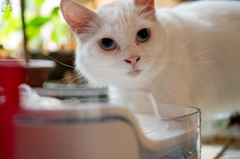 流动活水更可口，还能记录饮水情况，猫咪喜欢的瀑布饮水机