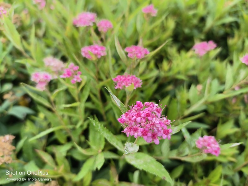 一加Ace竞速版体验：2K手机价位中的全能手