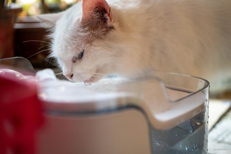 流动活水更可口，还能记录饮水情况，猫咪喜欢的瀑布饮水机
